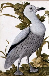 Oie grise, vers 1740 - German School