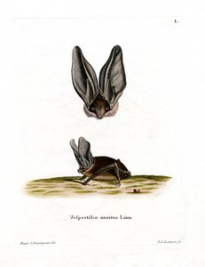 Chauve-souris grise à longues oreilles - German School