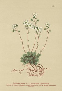 Saxifrage grise (Saxifraga caesia)