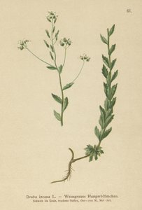 Drave grise (Draba incana) - German School