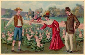 Bébés poussant dans des choux - German School