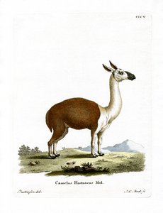 Guanaco - German School