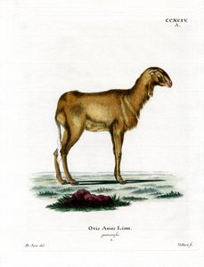 Mouton de Guinée