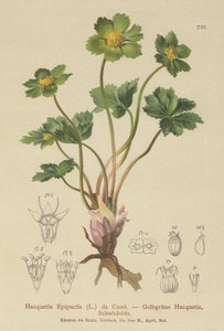 Hacquetia (Hacquetia Epipactis) - German School