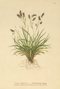 Carex capillaire - German School