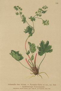 Alchémille glabre (Alchemilla fissa)