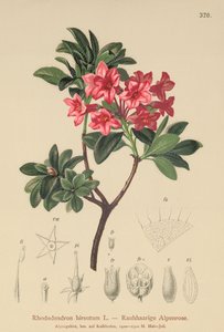 Rhododendron hirsute (Rhododendron hirsutum)