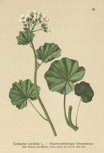 Cardamine à feuilles d