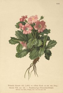 Primevère velue (Primula hirsuta) - German School