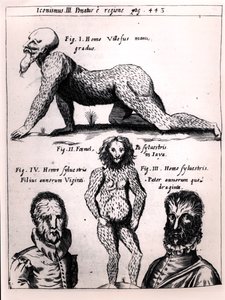 Homme velu et homme sauvage, illustration de Physica Curiosa par Gaspar Schott - German School