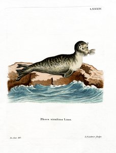 Phoque commun - German School