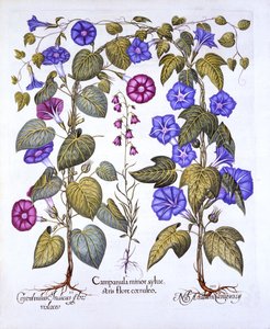 Campanule et liseron, de Hortus Eystettensis, par Basil Besler, pub. 1613