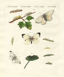 Papillons nuisibles - German School