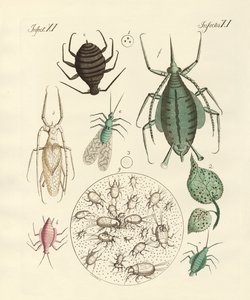 Insectes nuisibles