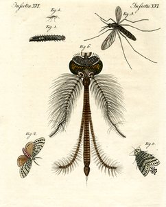 Insectes nuisibles - German School