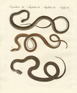 Serpent inoffensif