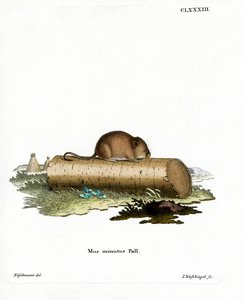 Souris des moissons - German School
