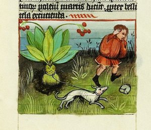 Récolte de Mandragore, De Rerum Naturis - Rabanus Maurus, c.1425 (gouache sur vélin) - German School