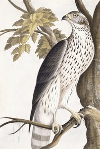 Faucon, 1750-1800 - German School