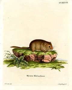 Muscardin