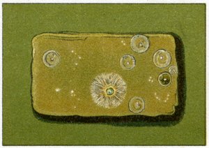 Niveaux sains de bactéries dans l