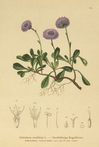 Globulaire à feuilles cordées (Globularia cordifolia) - German School