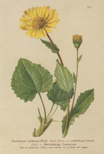 Doronic à feuilles cordées (Doronicum cordatum, Doronicum cordifolium, Aronicum cordatum) - German School