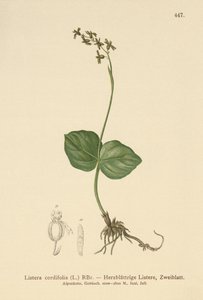 Listère à feuilles cordées (Listera cordata, Listera cordifolia, Neottia cordata) - German School