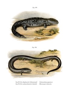 Cryptobranchus