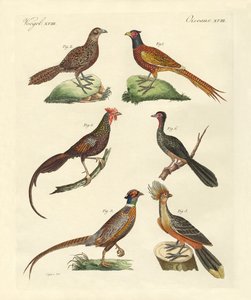 Oiseaux de type poule