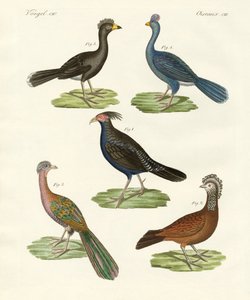 Oiseaux semblables à des poules des pays chauds - German School