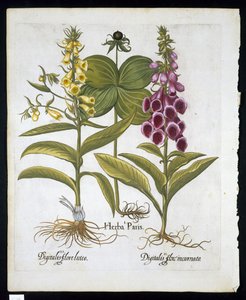 Herbe Paris (Solanum quadrifolium), Digitale pourpre (Digitalis purpurea) Grande digitale jaune de Hortus Eystettensis par Basil Besler (1561-1629) publié en 1613 - German School