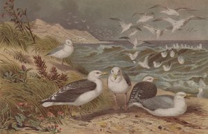 Goéland argenté et Goéland marin, planche de Brehms Tierleben: Allgemeine Kunde des Tierreichs, vol.6, p.108, publié par Bibliographisches Institut, 1892 - German School