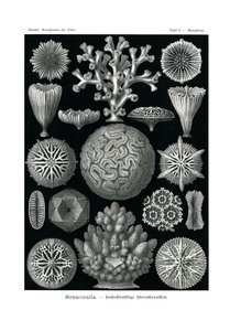 Hexacoralla, 1899-1904 - German School