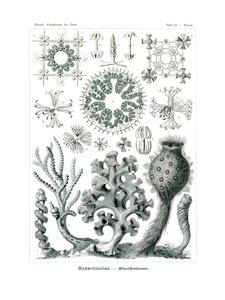Hexactinellae, 1899-1904
