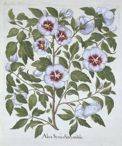 Hibiscus syriacus, de Hortus Eystettensis, par Basil Besler (1561-1629), pub. 1613 - German School