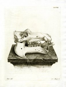 Crâne d
