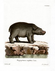 Hippopotame