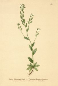 Drave de Thomas (Draba Thomasii) - German School