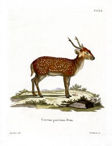 Cerf-cochon
