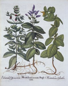 Menthe chevaline et menthe verte, de Hortus Eystettensis, par Basil Besler (1561-1629), pub. 1613 - German School