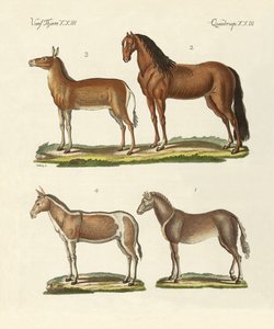 Chevaux et ânes - German School