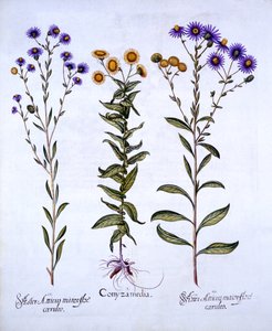 Vergerette et marguerites européennes, de Hortus Eystettensis, par Basil Besler, pub. 1613 - German School
