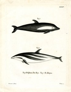 Dauphin à Sabliers - German School