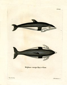 Dauphin à sablier