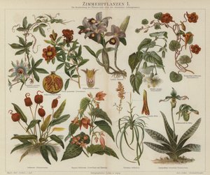 Plantes d