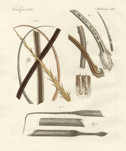 Cheveux humains et animaux