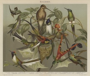 Colibris - German School