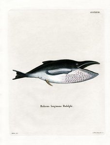 Baleine à Bosse