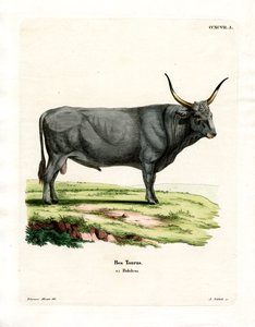 Bétail de la steppe hongroise - German School